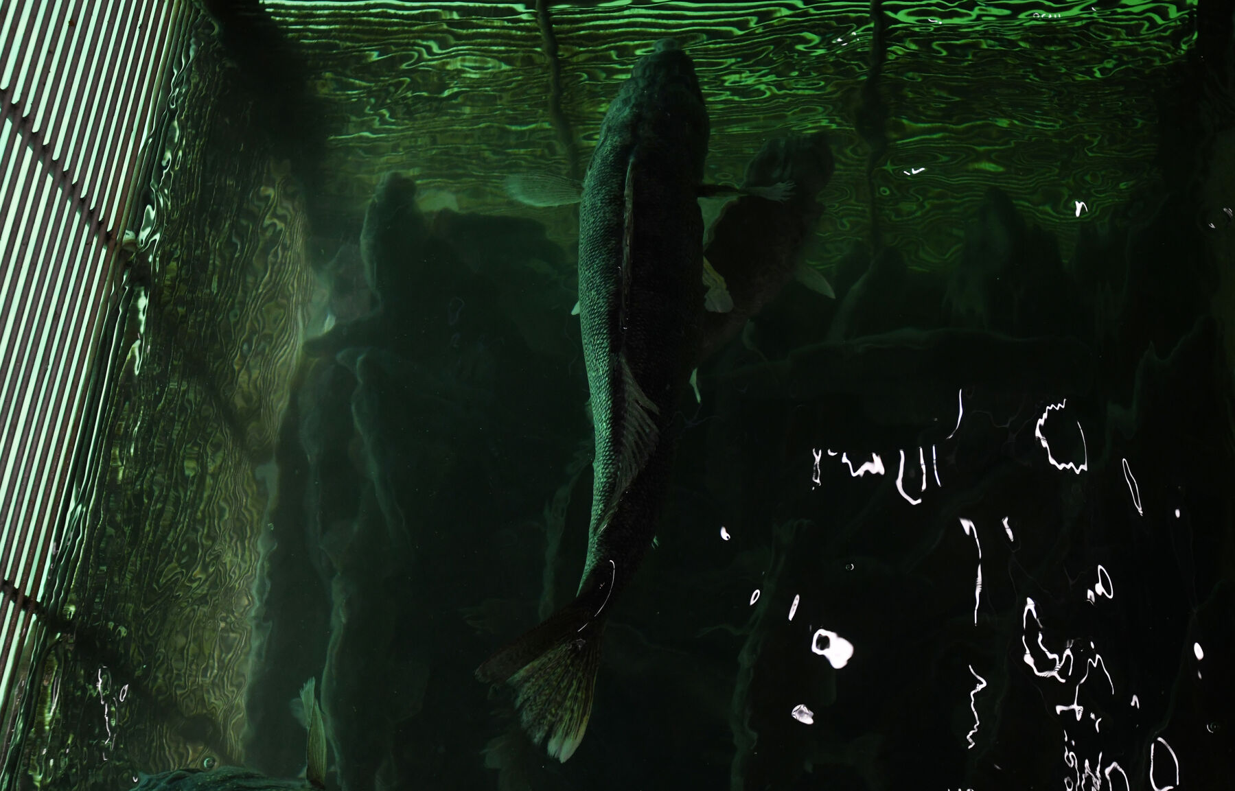 032421-news-spawning 16.jpg